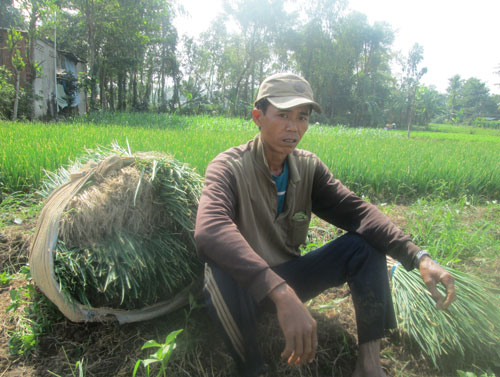 Rau màu rớt giá ngày cận tết