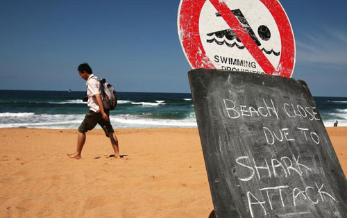 Úc quyết lập vùng giết cá mập