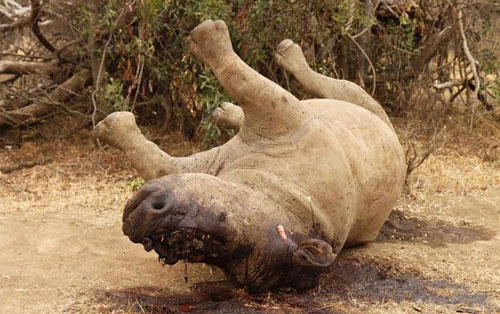 Hơn 1.000 tê giác bị săn trộm ở Nam Phi