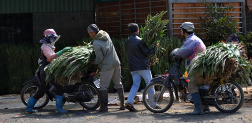 Hoa lay ơn hút hàng 9