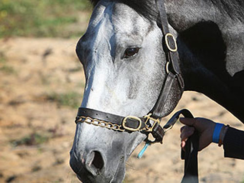 Một con ngựa trong một nông trại ở Mỹ - Ảnh: Reuters