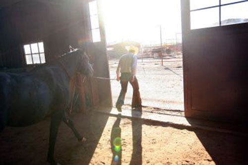Một nông trại ngựa ở bang Texas, Mỹ - Ảnh: Reuters