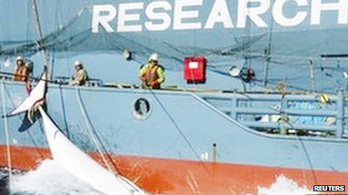 Nhật phấn đấu săn 1.000 con cá voi mỗi năm để thực hiện cái mà họ gọi là nghiên cứu khoa học - Ảnh: Reuters