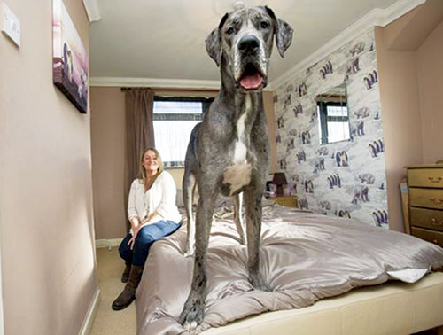 Chó cao nhất nước Anh 