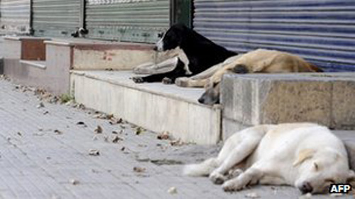 Chó hoang thường được nhìn thấy trên đường phố Ấn Độ - Ảnh: AFP
