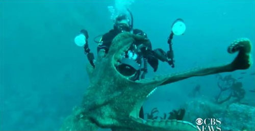 Cảnh bạch tuộc giành giật máy ảnh với thợ lặn - Ảnh chụp từ clip