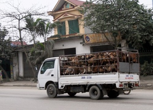 Chiếc xe ô tô chở chó từ Thanh Hóa ra Hà Nội tiêu thụ - Ảnh Ngọc Thắng