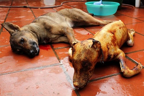 Chó mới bị giết nằm bên cạnh chó đã được làm sạch sẽ - Ảnh Xuân Bùi