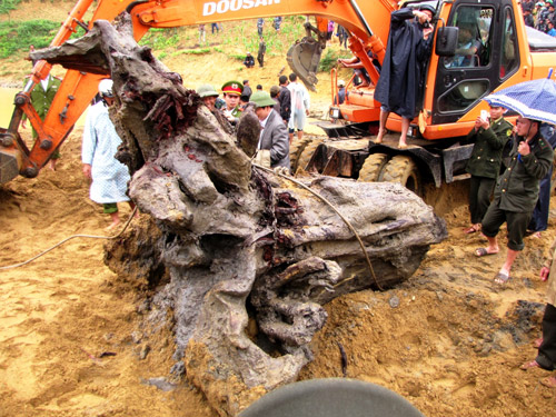 Những hình ảnh “độc” về gốc gỗ huê khủng ở Quảng Bình