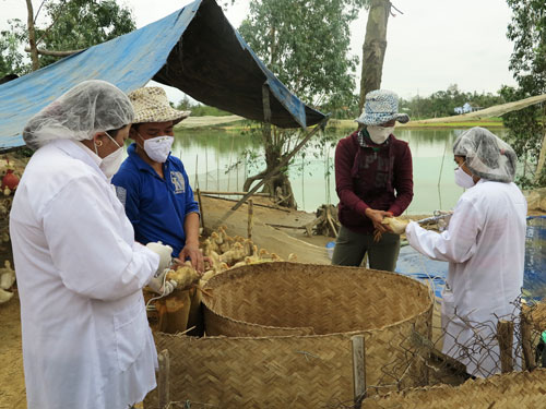 Miền Trung phòng cúm gia cầm