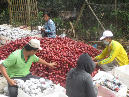 Mận An Phước trên đất cù lao