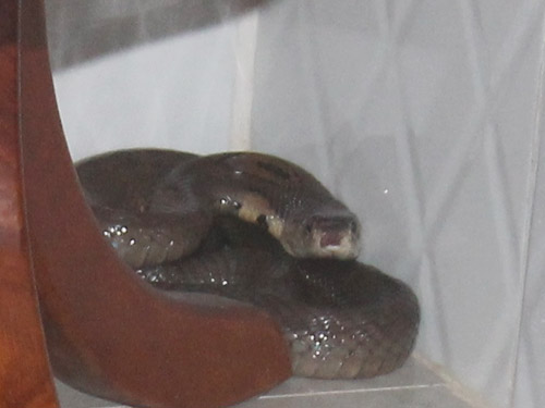Bị rắn độc cắn chết trong nhà nghỉ