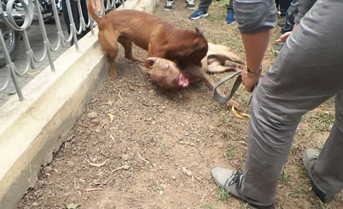 Xử lý vụ chọi chó ở Hà Nội