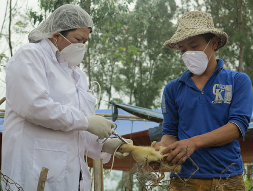 Đà Nẵng: Khẩn trương phòng chống dịch cúm gia cầm 3