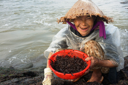 Hái mứt biển