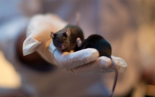 Thuốc trị lão hóa chứng minh khả năng khi được dùng cho chuột - d