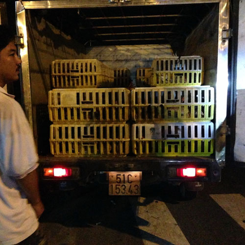 Xe tải chở gà không rõ nguồn gốc bị bắt giữ - Ảnh: Trạm kiểm dịch cung cấp