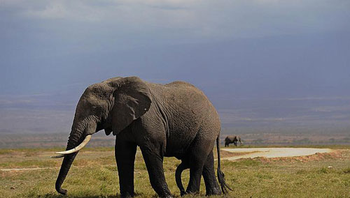 Voi châu Phi được đánh giá là loài vô cùng thông minh - Ảnh: AFP