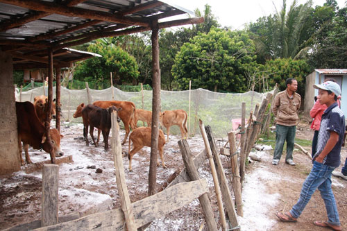 Đàn bò nhiễm bệnh lở mồm long móng tại bản Khe Đá (thị trấn Lao Bảo, H.Hướng Hóa, Quảng Trị)