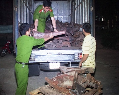 Lực lượng chức năng kiểm đếm số gỗ tang vật