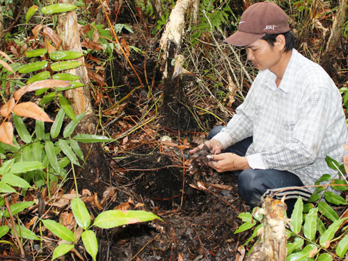 Căng sức giữ rừng