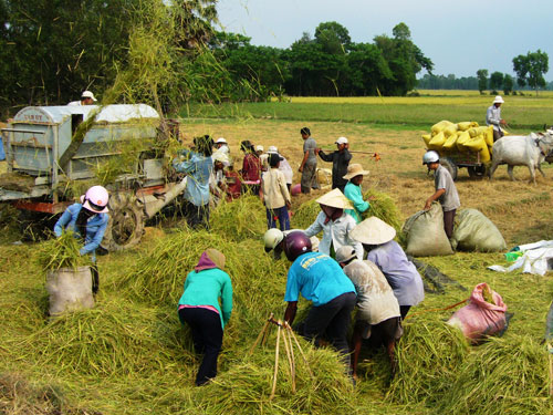 Trồng lúa theo nhu cầu thị trường