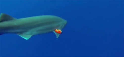 Lắp camera siêu nhạy trên thân cá mập