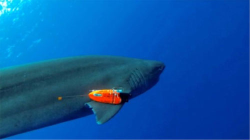 Bảo vệ cá mập và quan sát đại dương