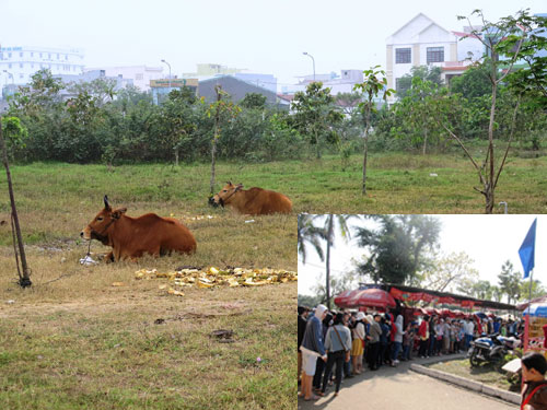 Hụt hẫng thiết chế văn hóa ở Đà Nẵng: Công viên dành riêng cho... bò!