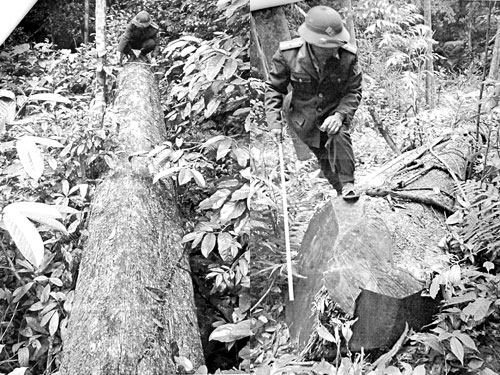 Lực lượng kiểm lâm đo đếm số gỗ bị khai thác trái phép tại rừng Phong Nha - Kẻ Bàng