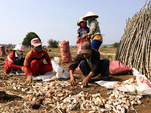 Một buổi làm công gây quỹ của thanh niên làng H’le Hlang  - Ảnh: T.Hiếu