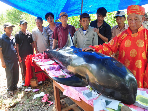 Cá voi trôi dạt vào bờ biến Quảng Ngãi