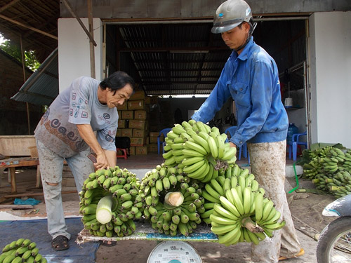 Thương lái Trung Quốc lại thu mua chuối già non