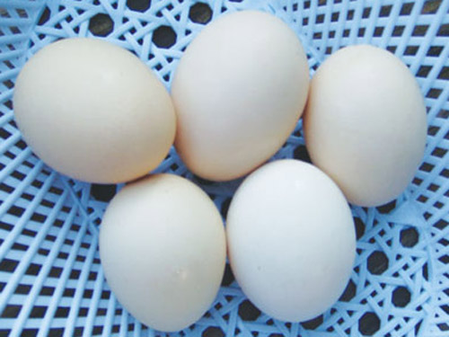 Ăn trứng bảo vệ sức khỏe thai phụ