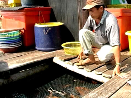 Cá lồng bè Hòn Nghệ chết hang loạt, thiệt hại trên 12 tỷ đồng