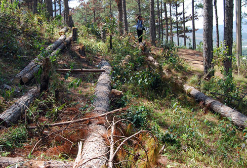 Để xảy ra phá rừng, 3 chủ tịch huyện bị phê bình 