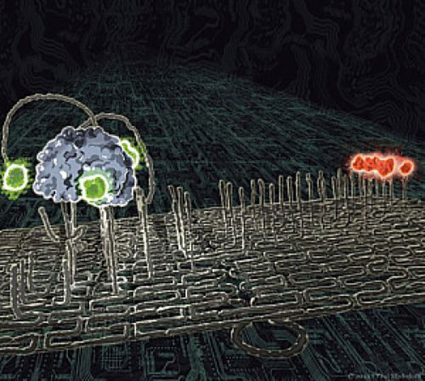 Tiêm nanobot ADN vào gián
