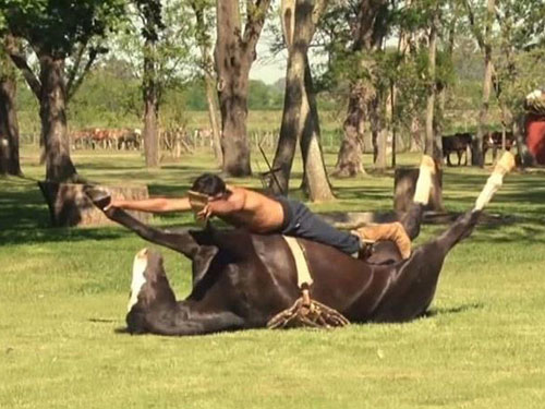 Yoga cho ngựa