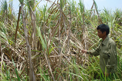 Trồng mía