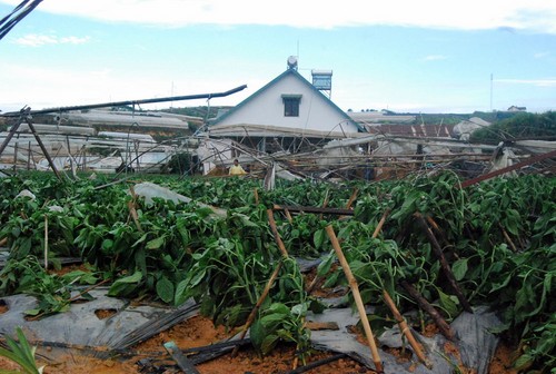 Vườn ớt ngọt trồng trong nhà kính gần thu hoạch của gia đình bà Đặng Thị Công Phượng (tổ Tự Tạo 1, phường 11) đã bị mất trắng