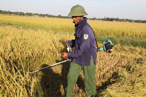 Một người dân Hà Tĩnh áo đẫm mồ hôi gặt lúa lúc 9 giờ sáng - Ảnh K.Hoan