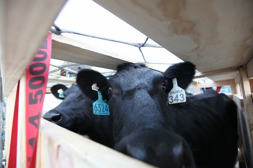 Những con bò sữa vẫn khỏe mạnh sau chặng đường dài vượt đại dương từ Australia