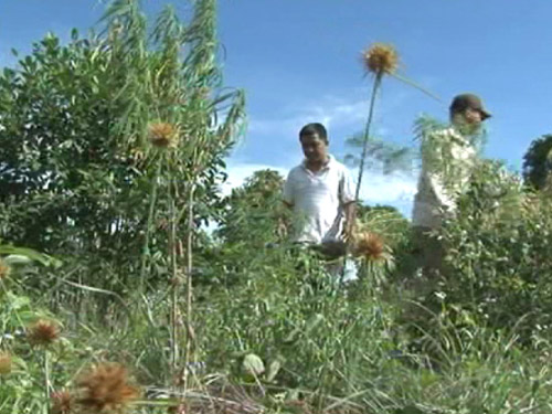 Phú Quốc: Bắt một vụ trồng cần sa lớn