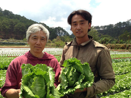 Từ Nhật Bản đến Đà Lạt trồng xà lách 