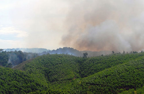 Dân tự ý đốt thực bì đe dọa an toàn rừng tự nhiên