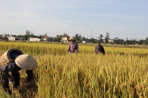 Ngột ngạt, mất mùa, thiếu nước vì nắng nóng kéo dài 1