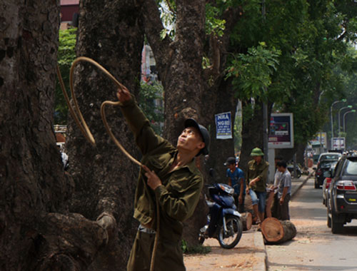 Đốn xà cừ đường Láng 3