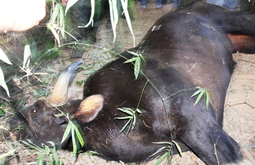 Chuyển mẫu vật bò tót ra trưng bày tại Bảo tàng thiên nhiên Việt Nam