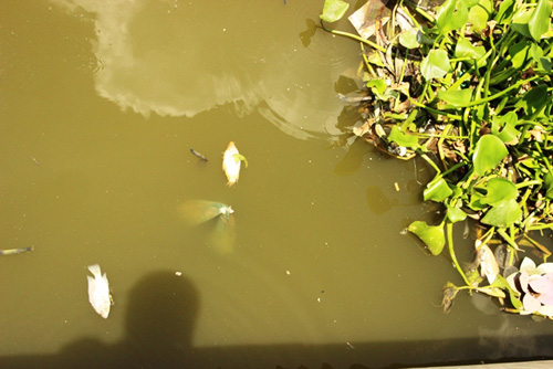 Cá chết trên kênh Nhiêu Lộc – Thị Nghè 