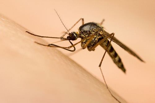 Muỗi vằn Aedes aegypti thường được xác định là trung gian truyền bệnh sốt xuất huyết ở thành phố, đô thị